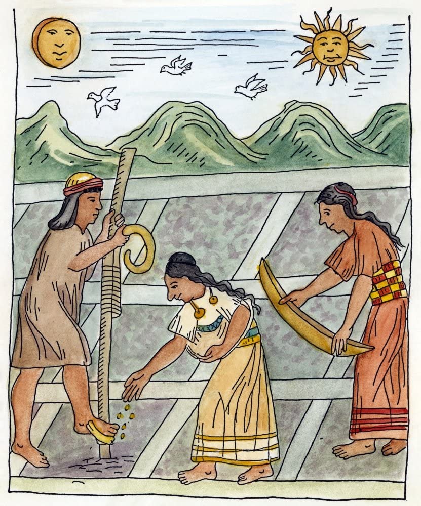 Hoeing and sowing maize seeds (Poma de Ayala, c. 1583)